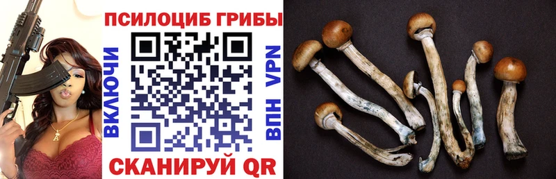 Псилоцибиновые грибы Cubensis  где продают наркотики  Южно-Сухокумск 